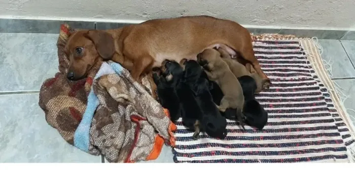 salsichinha x pinscher Mais informações por ligação ou texto. chama 9 9751.6491