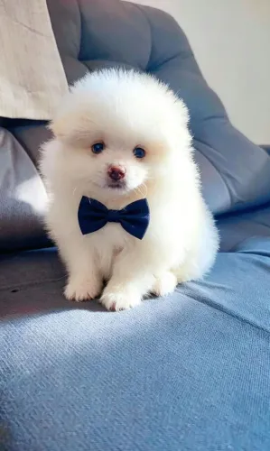 Spitz alemão