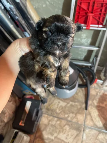 Baby a Shitzu