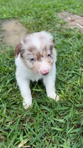 BORDER COLLIE