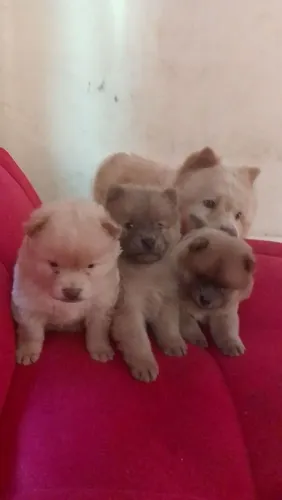 Filhotes de chow chow