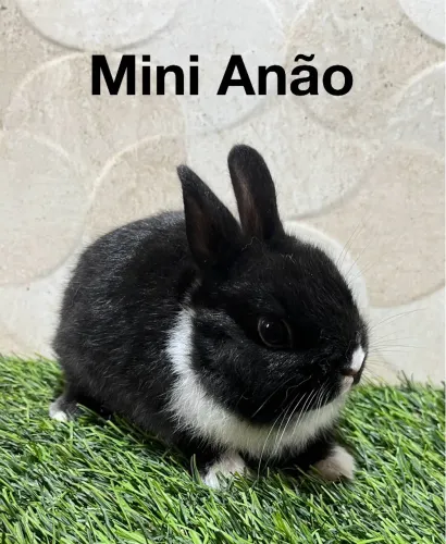 Mini anão e mini Lion