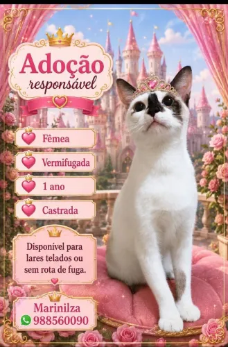 Gata para doação 