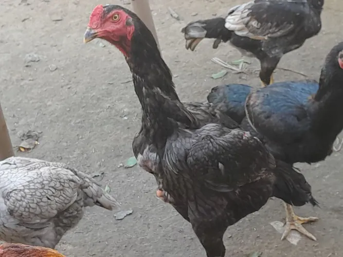 Frango mura