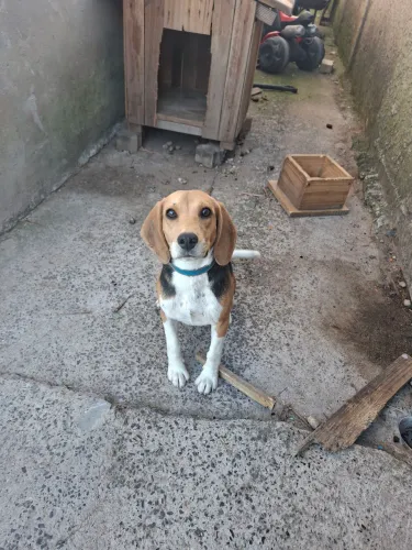 Cachorro Beagle 