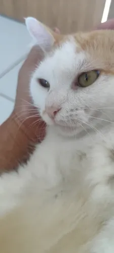 Gata adoção responsável 
