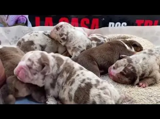 American Bully Fêmea e Macho