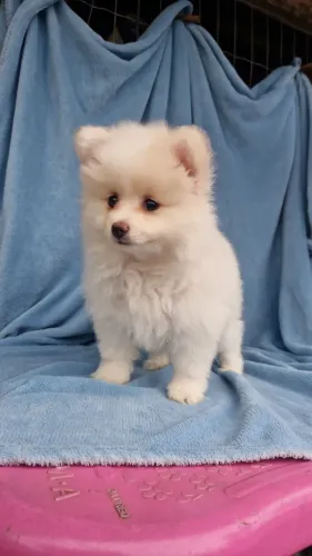 Spitz alemão filhote machinho