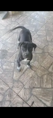 Doação Pit bull