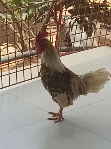 VENDO MINI GALINHA (GARNISÉ) ADULTO