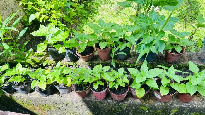 Mudas de Pimenta de Cheiro