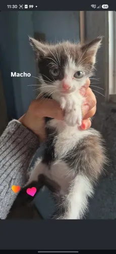 Doação de 4 gatinhos filhotes