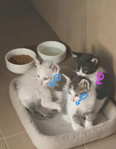 GATINHA FRAJOLINHA PARA DOAÇÃO ?