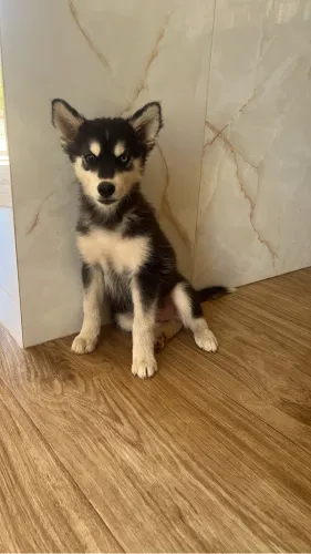 Filhotes de Husky Siberiano a Venda
