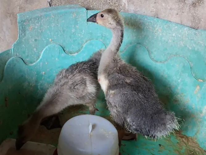 Filhote de pato ganso 