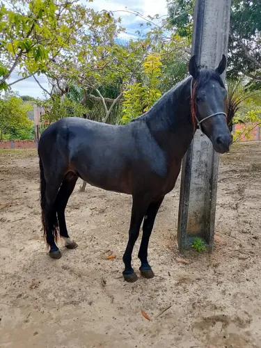 Vendo esse cavalo de patrão forte saudável