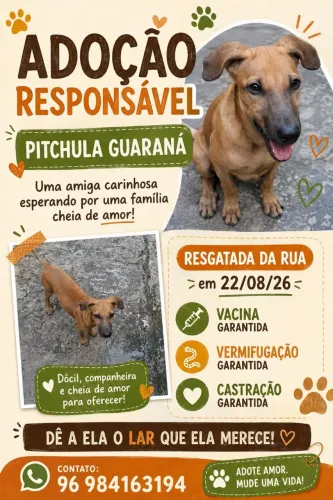 Adoção responsável