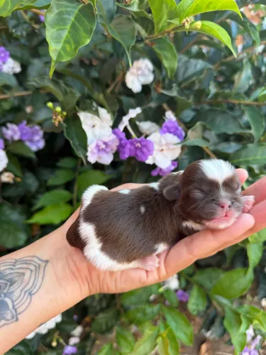 Baby Shih Tzu Machinho Para Reservas, 12x Nos Cartões!!!