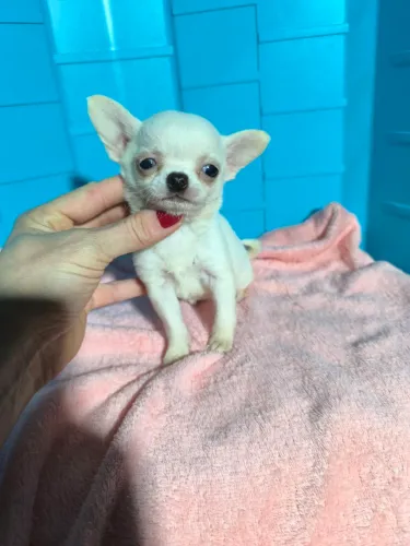 Chihuahua fêmea miniatura