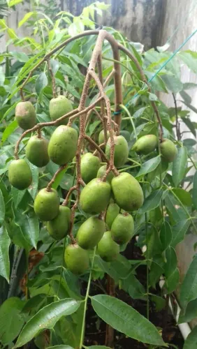 Cajamanga