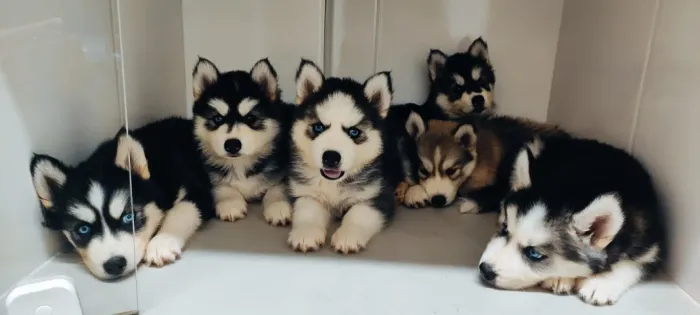 Filhotes de Husky Siberiano