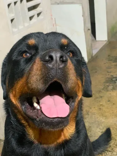Filhotes de Rotweiller 
