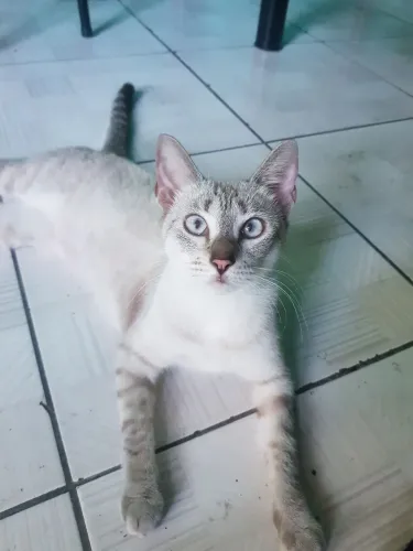 Gata fêmea castrada para doação 