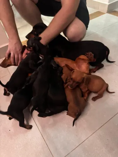 Filhotes de salsicha (dachsund)