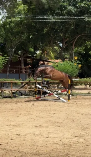 cavalo psi