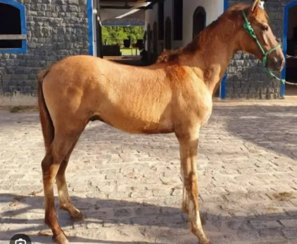 Cavalo potro manga larga