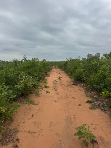 Fazenda no Tocantins