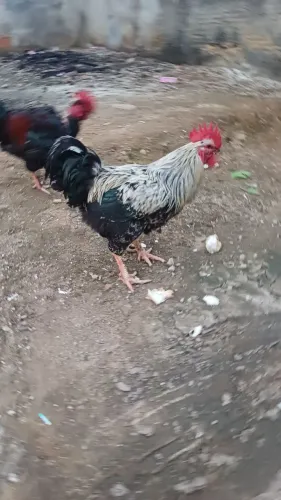 Troco Galo por galinhas