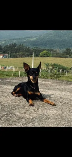 Pinscher fêmea 