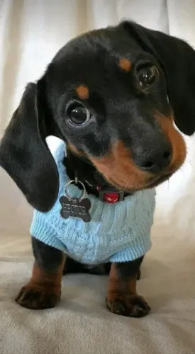 Bebezinho dachshund/teckel/basset/salsicha/cofap saudável e ativo