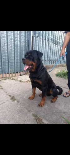 Rottweiler cabeça de touro para CRUZA