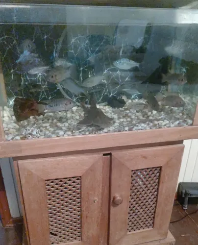 Aquário 60 litros 