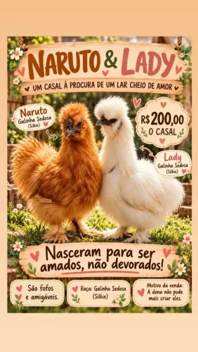 Vendo casal Galinha sedosa