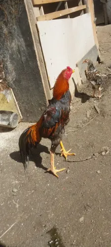 Vendo 