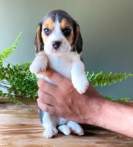 Filhotes Beagle