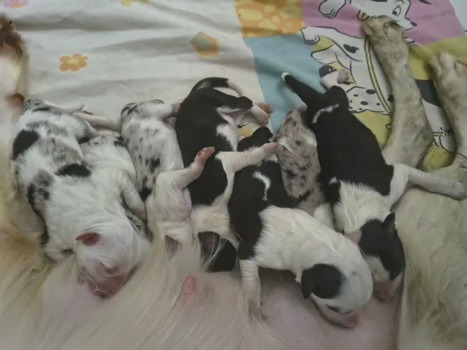 Lindos filhotes de border collie para reserva 