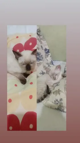 Doa-se duas gata fêmea filhote