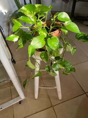 Para Desapegar Hoje: Planta Jiboia Linda e Cheia + Vaso Decorativo