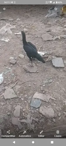 Franga linda de raça