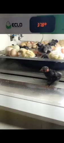 Chocadeira 90 ovos + 70 frangos (a)