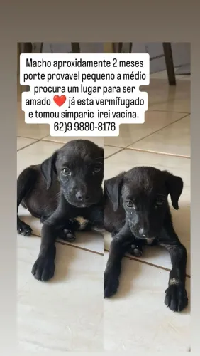 Adoção macho filhote 