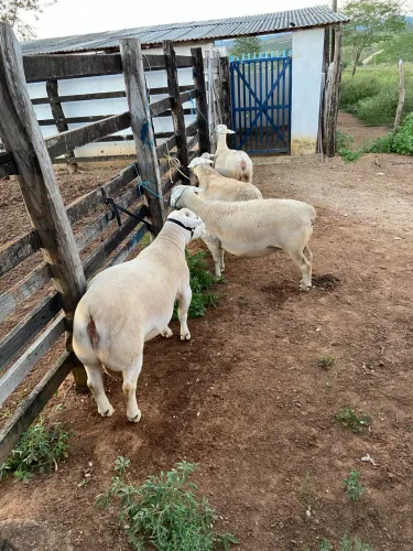 Borregos White Dorper