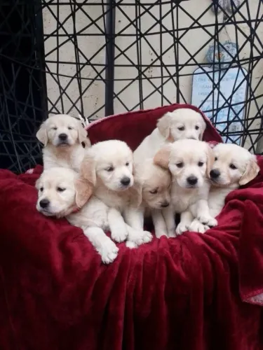 Golden retriever disponiveis