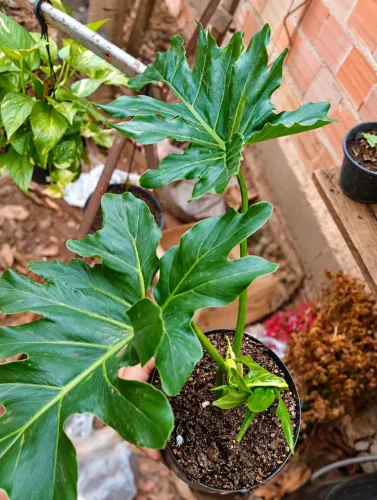 Plantas