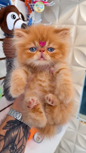 Gato persa fêmea e macho