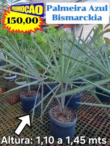 Palmeira Azul Bismarckia